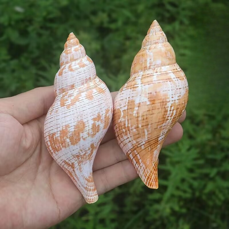 Natural Conch Tulip Snail Herm - Aquarium Fish Popular recension och pris