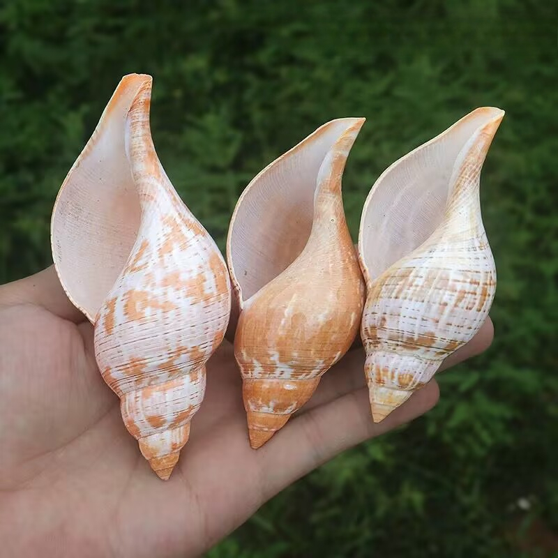 Natural Conch Tulip Snail Herm - Aquarium Fish Popular recension och pris