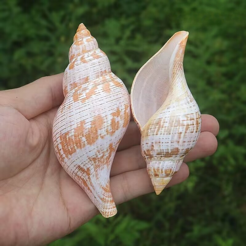 Natural Conch Tulip Snail Herm - Aquarium Fish Popular recension och pris