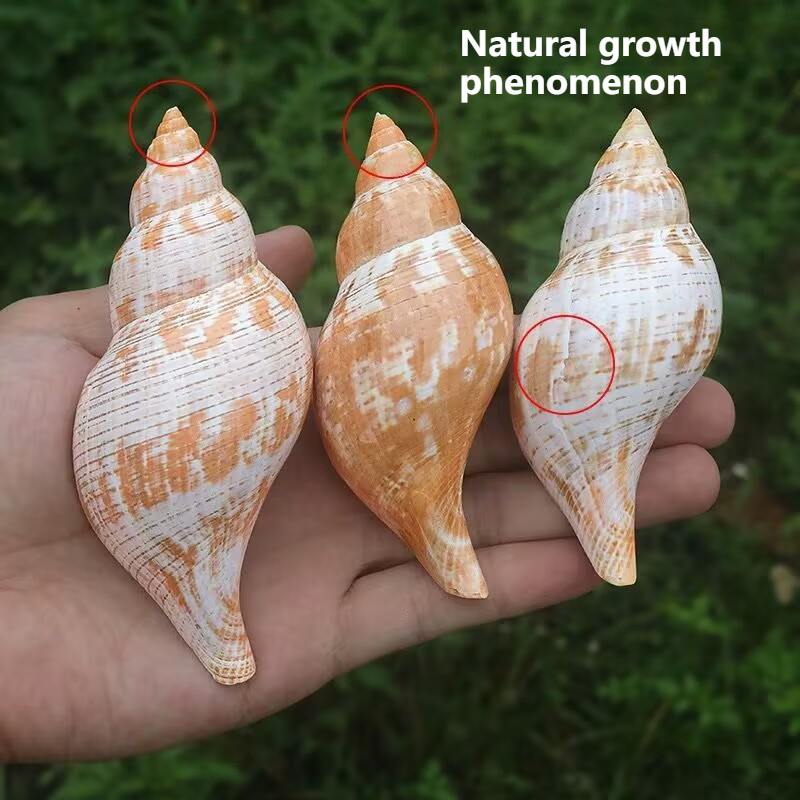 Natural Conch Tulip Snail Herm - Aquarium Fish Popular recension och pris